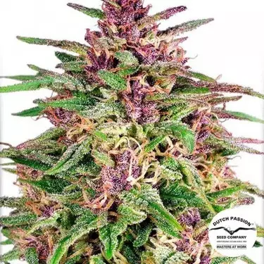 Frisian Dew cannabis plant