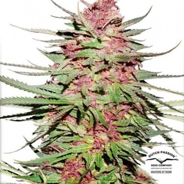 Purple 1 cannabis plant