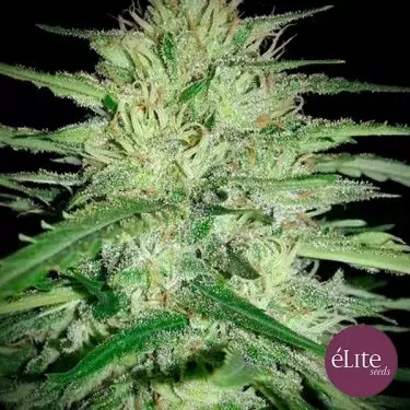 Juanita La Lagrimosa CBD cannabis strain