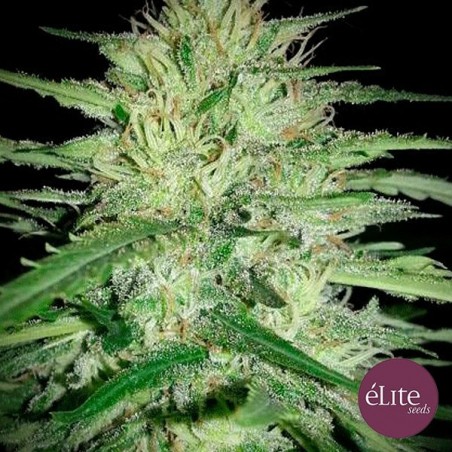 Juanita "La Lagrimosa" CBD