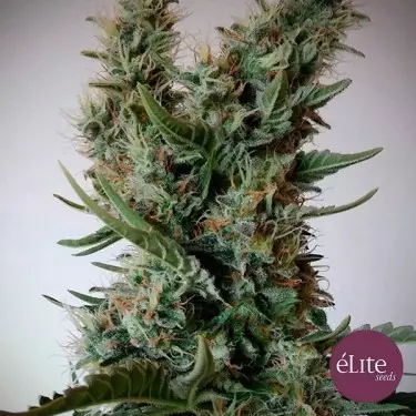 Jack Ultra CBD by Elite Seeds Feminized - GB