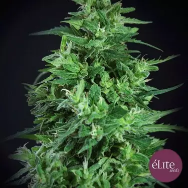 Semente Llimonet Haze Ultra CBD planta de maconha