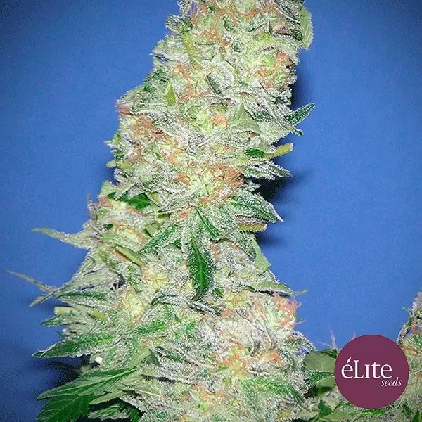 View Mota Khan Afghana cannabis plant