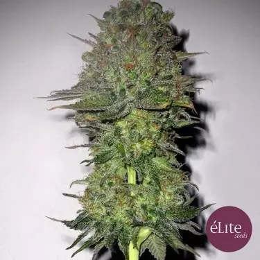 Meganuska cannabis plant