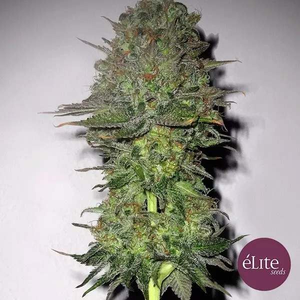 View Planta de maconha