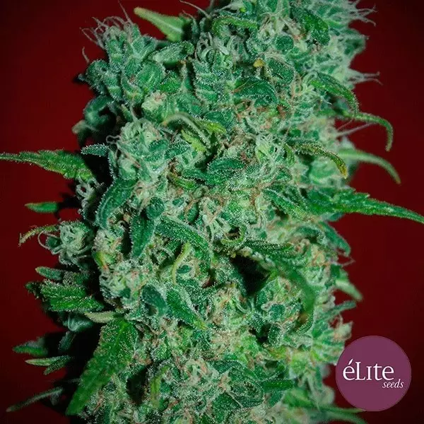 View Planta de maconha