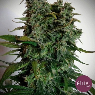 Elite 47 cannabis plant