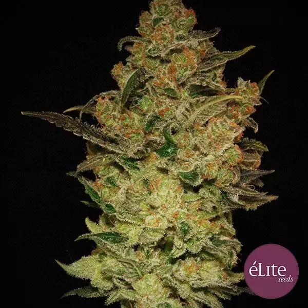 View Planta de marihuana