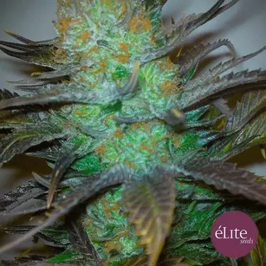 Black Hole cannabis plant