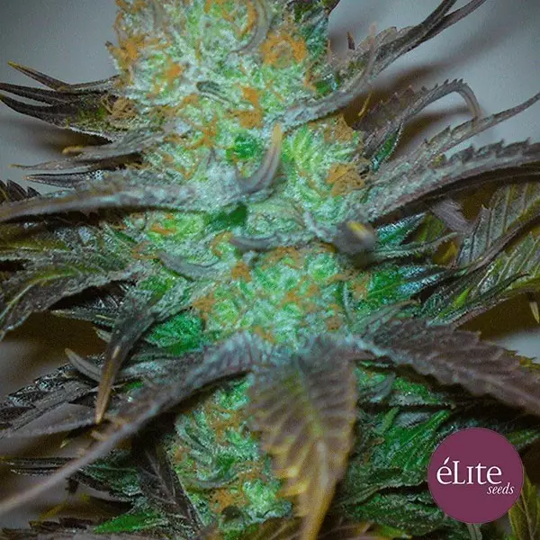 View Black Hole cannabis plant