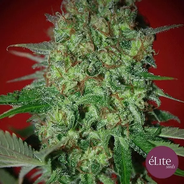 Bestial Skunk cannabis plant