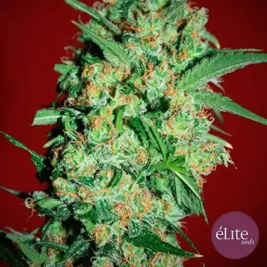 Banana Joint cannabis plant