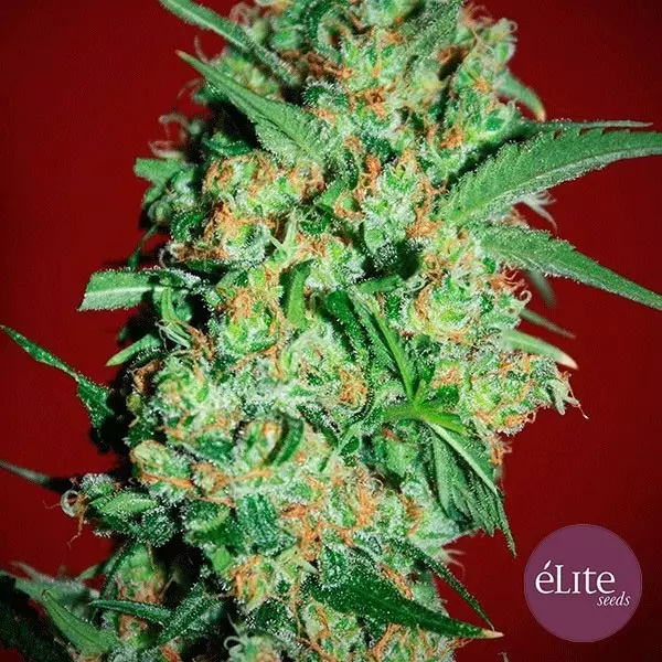 View Banana Joint cannabis plant