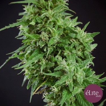 Amnesia Haze Ultra CBD cannabis plant