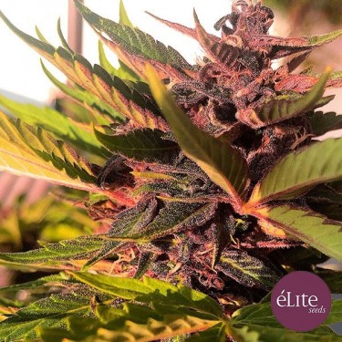Plante de cannabis Dark Rose Auto CBD