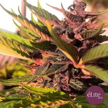 Dark Rose Auto CBD Marijuana Plant