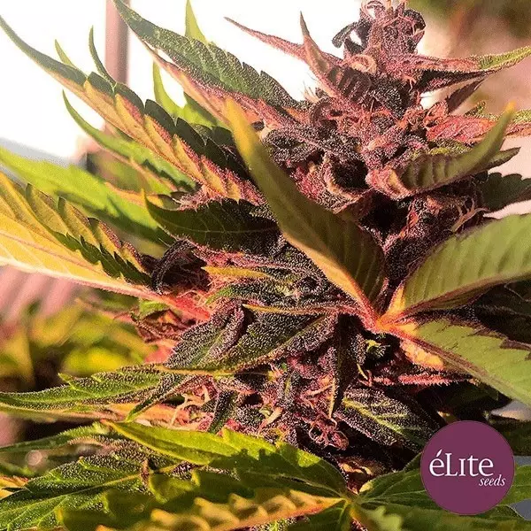 View Planta de marihuana