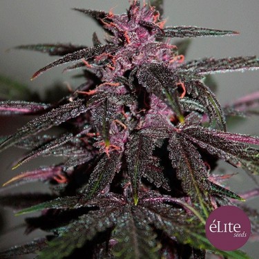 Plante de cannabis Purplediol Auto CBD