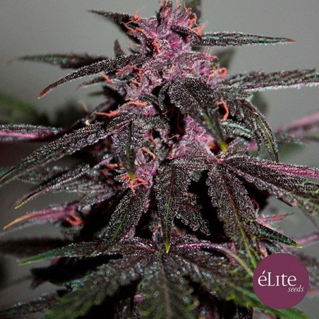 Planta de marihuana