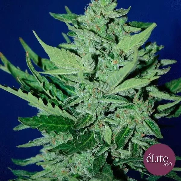 View Goliat Auto planta de marihuana