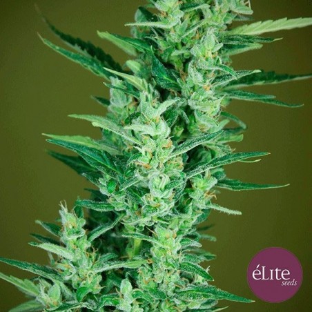 Planta de marihuana
