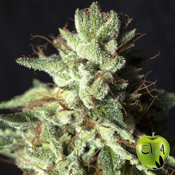 View Gorilla Candy planta de marihuana