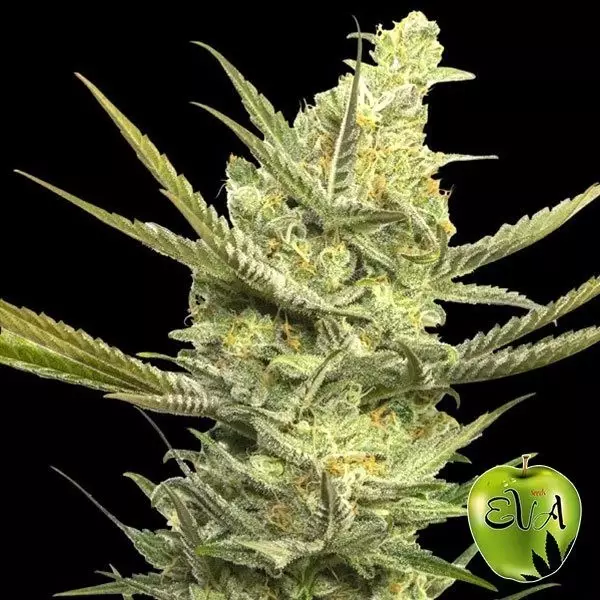 View Gipsy Haze Cannabis Plant