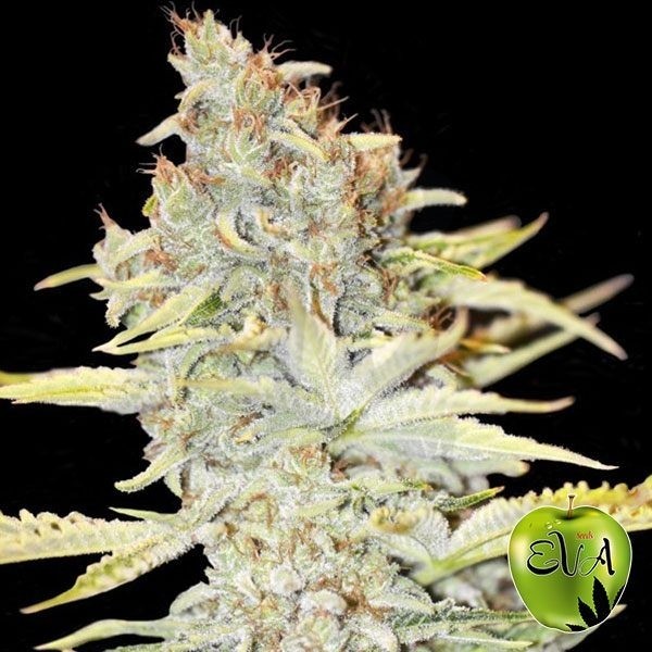 Plante de marijuana Furious Candy