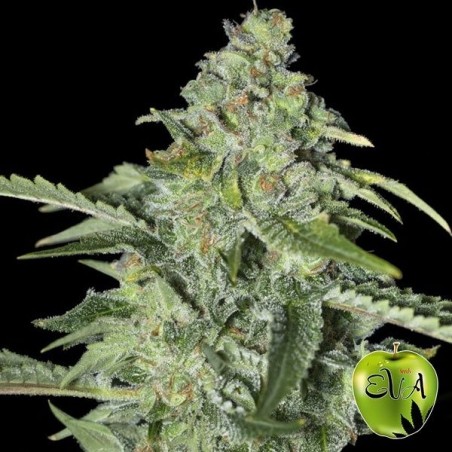 TNT Kush CBD
