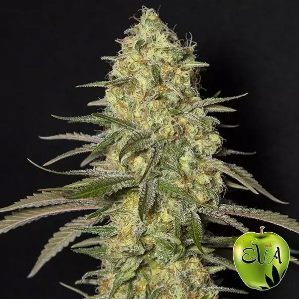 View Planta de marihuana