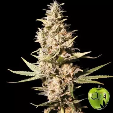 Missing in Barcelona cannabis plant