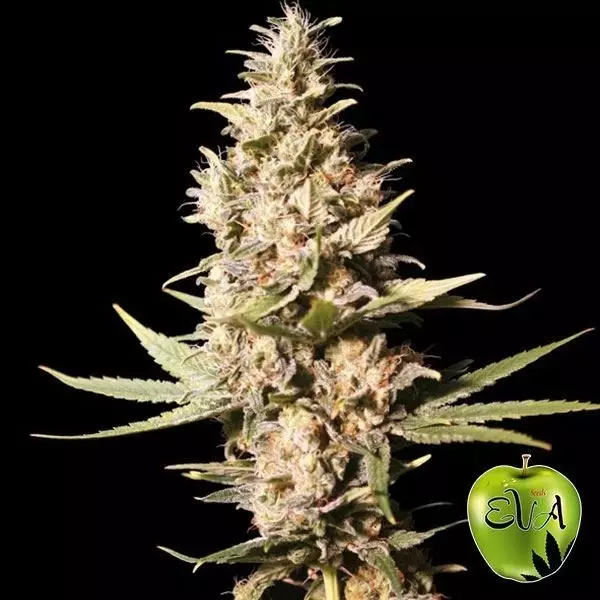 View Planta de maconha