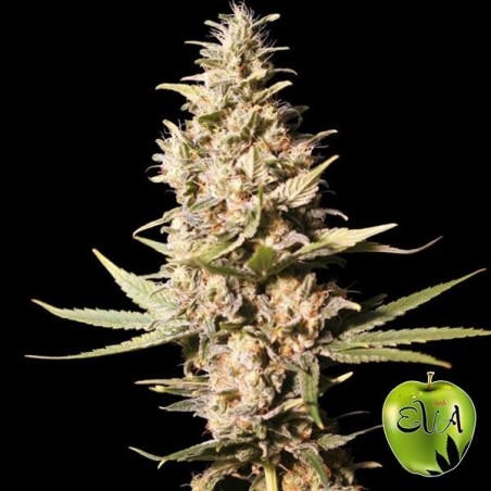 Missing in Barcelona