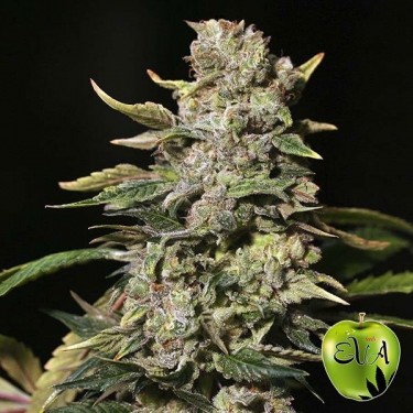 TNT Kush Plante de cannabis