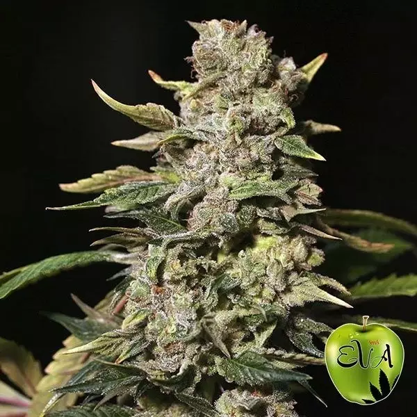 TNT Kush planta de marihuana