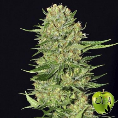 Veneno Eva Seeds planta de marihuana