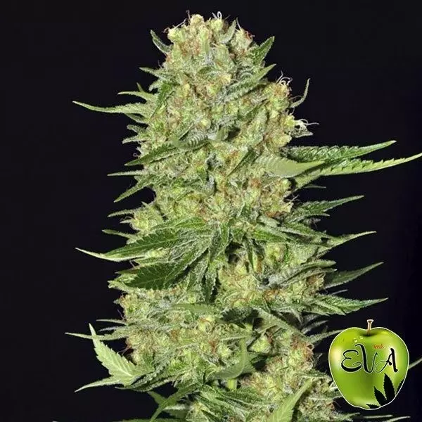 Veneno Eva Sementes planta de maconha
