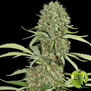 Jamaican Dream marijuana plant