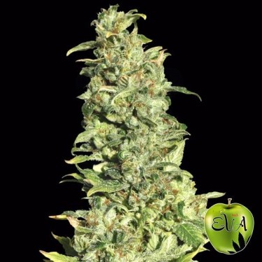 High Level marijuana plant