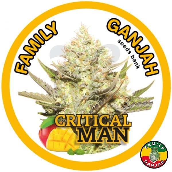 Critical Man cannabis plant