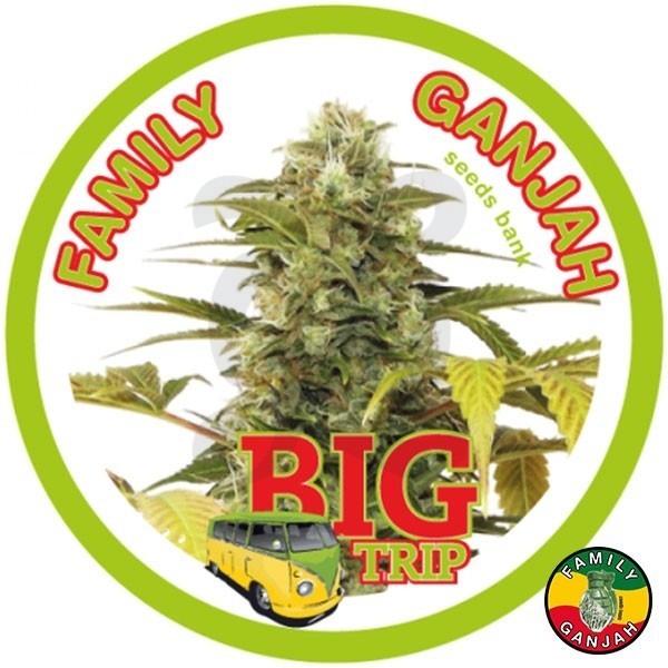 Big Trip cannabis plant
