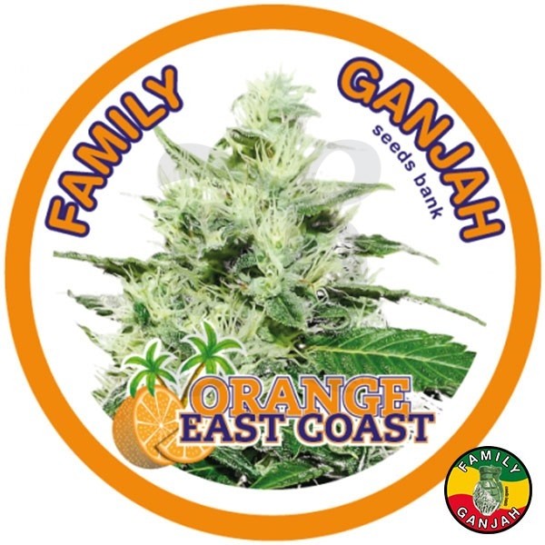 Orange East Coast cannabis plant