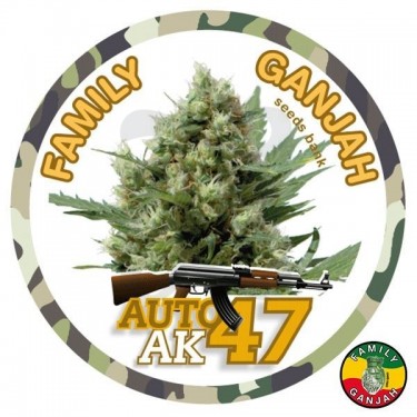 Auto AK 47 cannabis plant