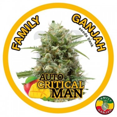 Auto Critical Man cannabis plant