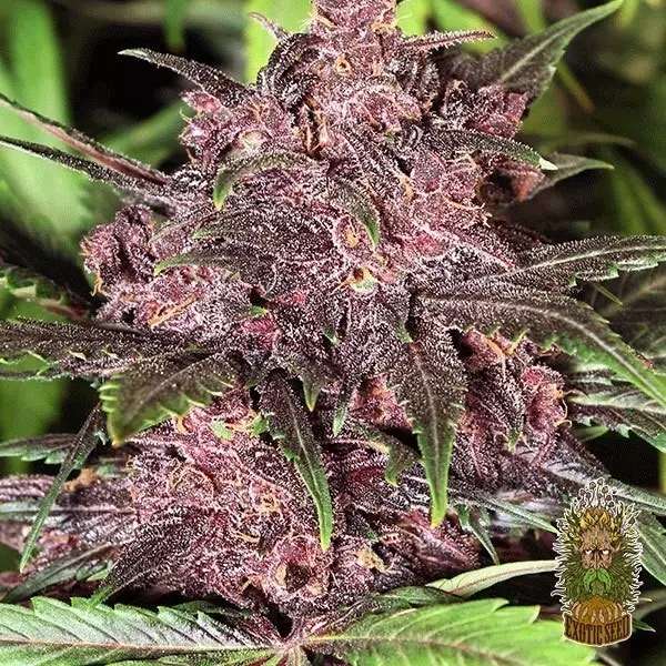 View Planta de marihuana Black Haze Auto