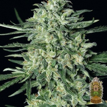Planta de marihuana