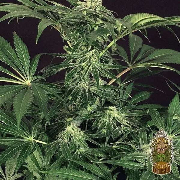 View Planta de maconha