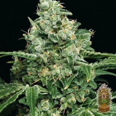 Sir Jack Cannabis Plant