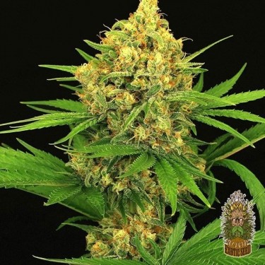 Tangerine Kush Cannabis Plant