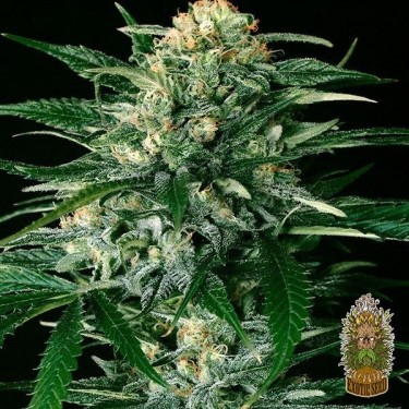 Gipsy Widow Cannabis Plant